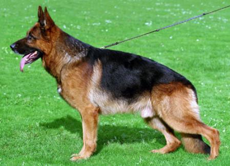 发几条顶级德牧大家看看-爱犬俱乐部-北海365网(beihai365.com)