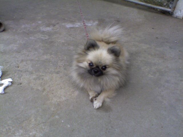 寻找一只黑嘴的博美,是母的.