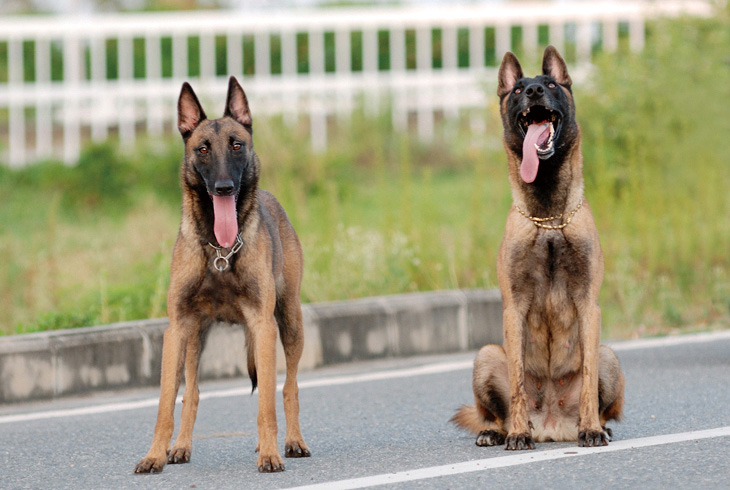 愛犬俱樂部 帖子 兄弟犬舍離線 專業繁殖高品質馬林諾斯犬