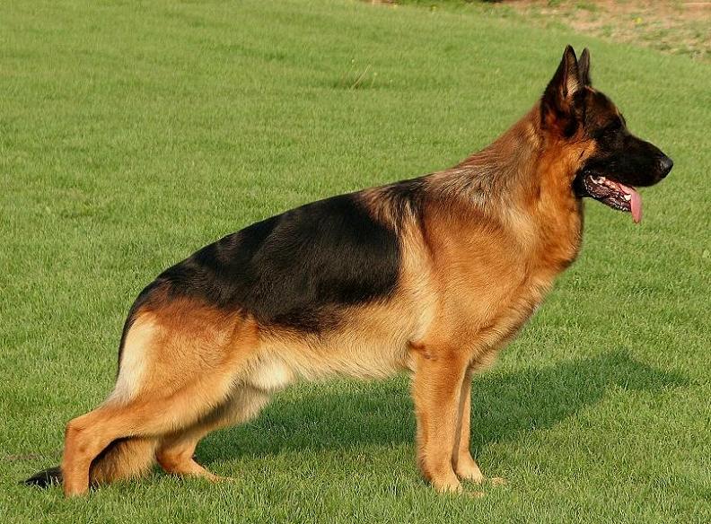 原装种母楠度的女儿,以成功交配va3艾斯扣优秀直子08年sv本部展sg2 嗨