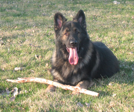 shiloh shephered 夏洛伊牧羊犬