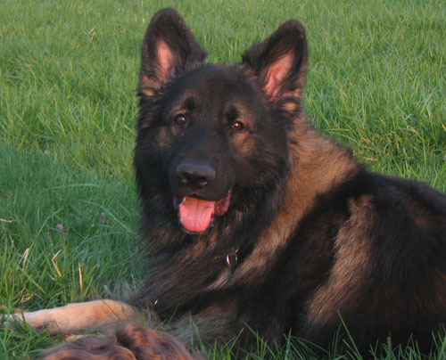 shiloh shephered 夏洛伊牧羊犬