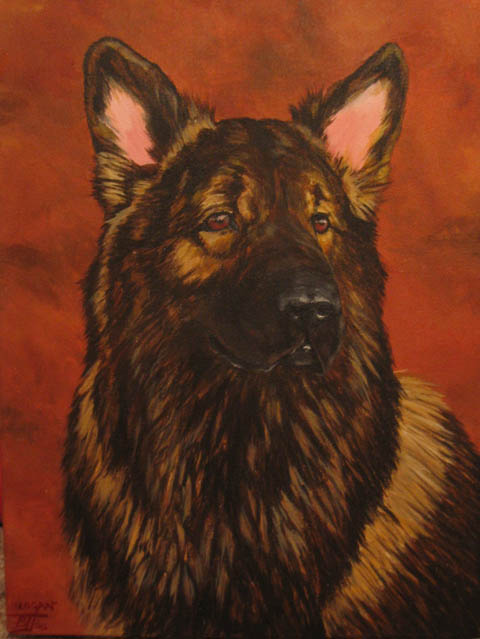 shiloh shephered 夏洛伊牧羊犬