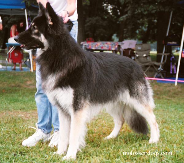 shiloh shephered 夏洛伊牧羊犬