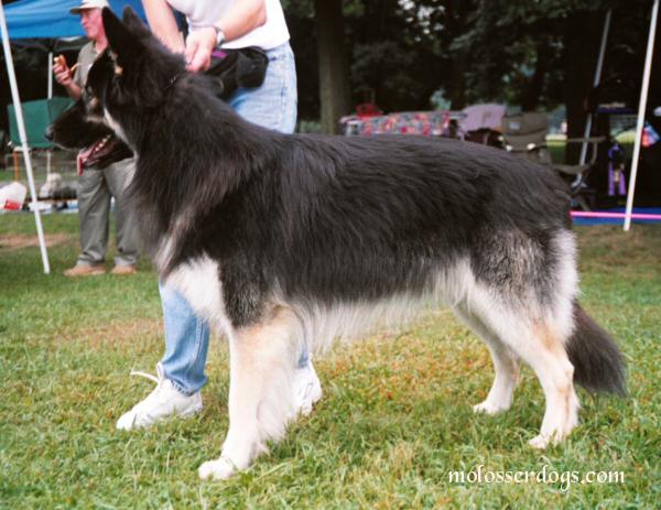 shiloh shephered 夏洛伊牧羊犬