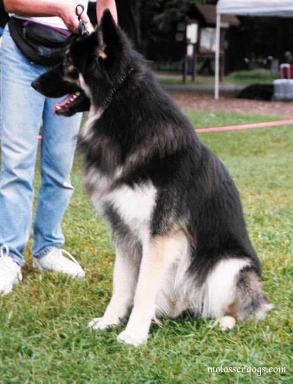 shiloh shephered 夏洛伊牧羊犬