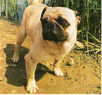 爱犬俱乐部 帖子  巴哥犬  巴哥犬又称斧头狗,俗称"哈巴狗".