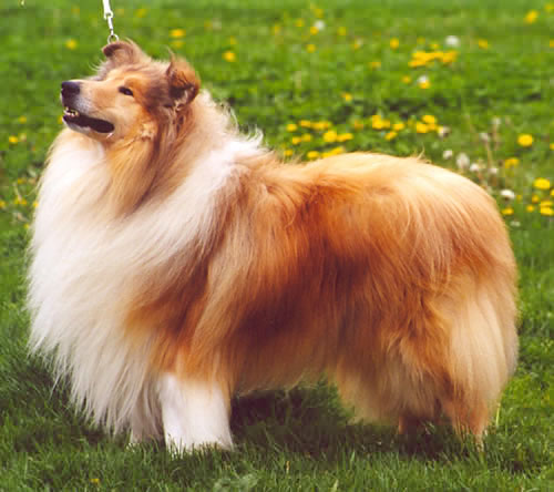 顶级苏牧鉴赏(有英,美,幼犬,别再说自己的是赛级了.