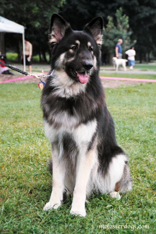 shiloh shephered 夏洛伊牧羊犬