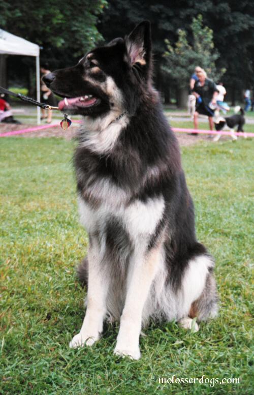 shiloh shephered 夏洛伊牧羊犬