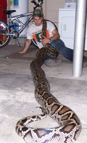 我继续卖蟒蛇~~缅蟒(有图)