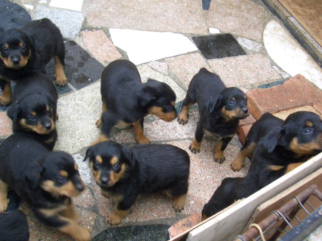 出售纯种洛威狗仔(已售完)