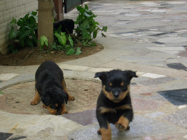 出售纯种洛威狗仔(已售完)