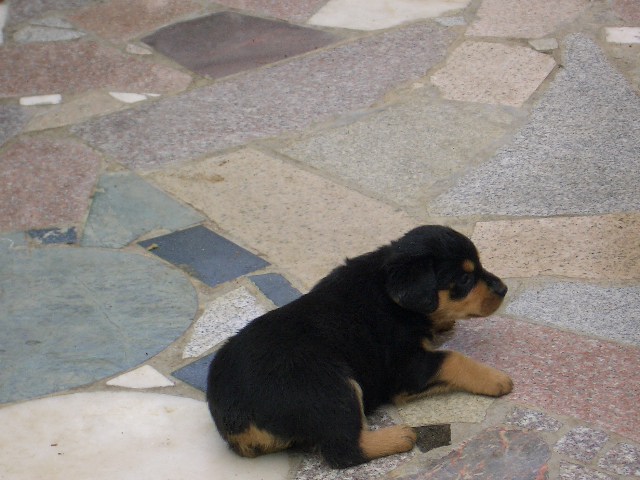 出售纯种洛威狗仔(已售完)