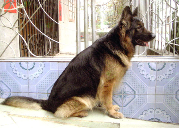 找长毛狼(有图片)