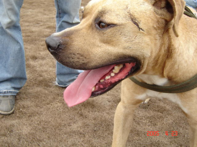 真不愧是猛男,多有性格的刀疤脸.