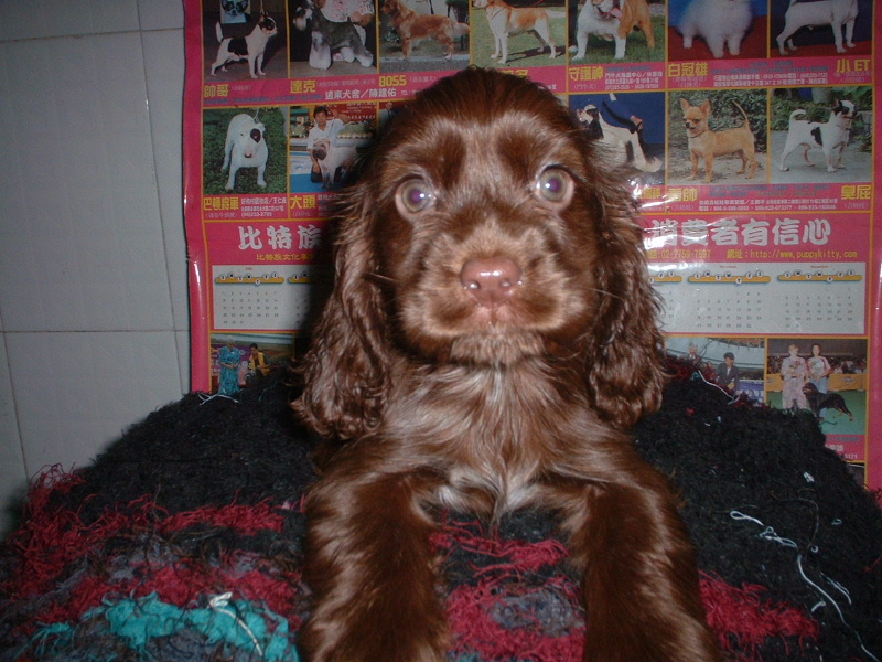 一对可爱的咖啡色美卡!