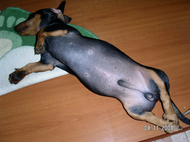 爱犬俱乐部-北海365网(beihai365.com)