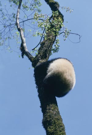 大熊猫虎子(喜欢就记得顶一下哦!