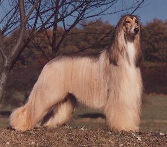 高雅而古老的阿富汗猎犬(多图)