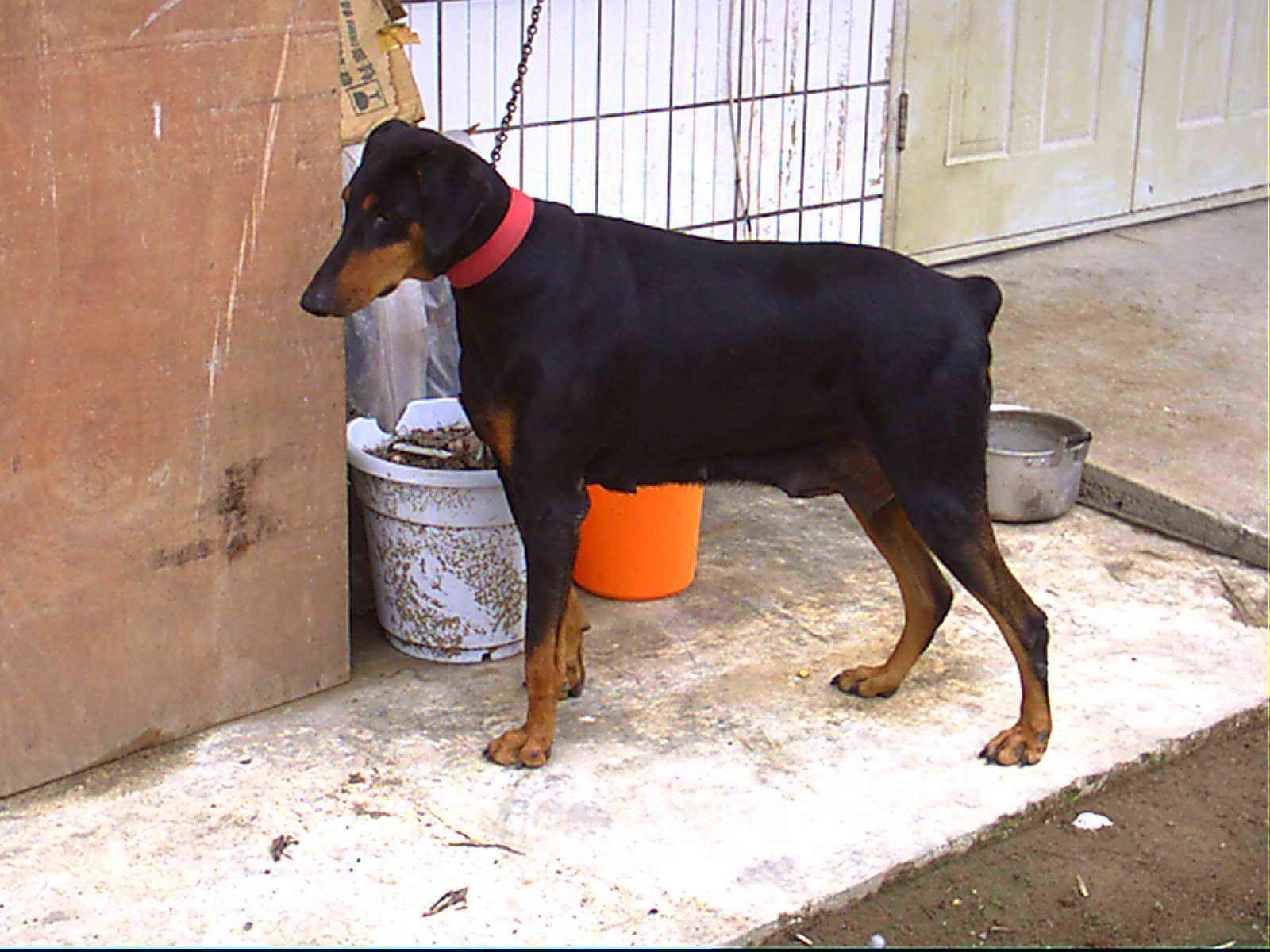 我想买第四个狗最好是洛威