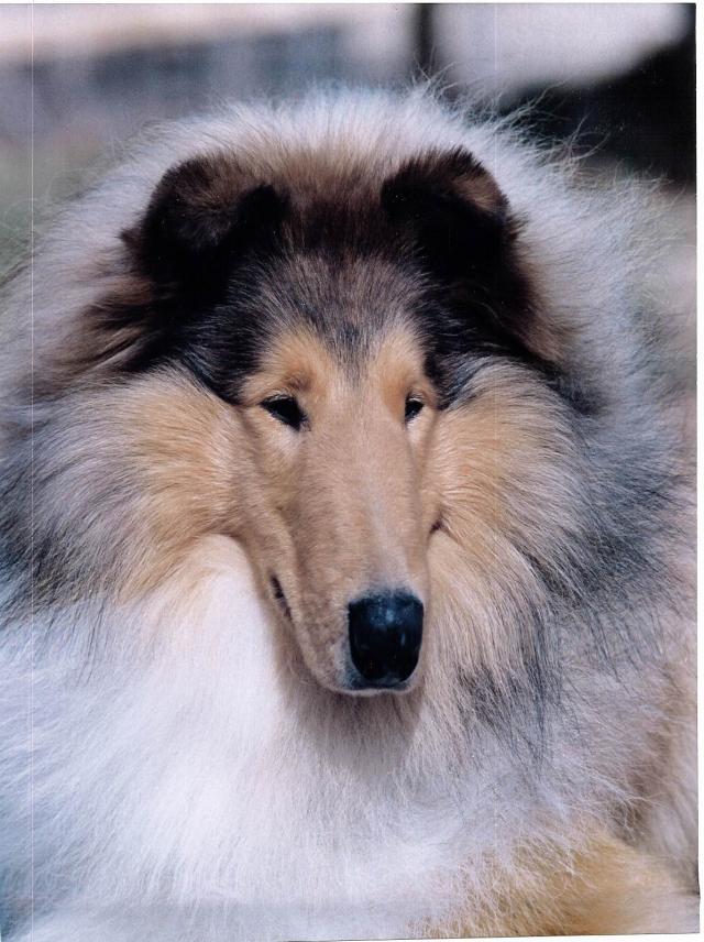 再看看美系的苏牧,也是我们养的那种,只是没那么好罢了.