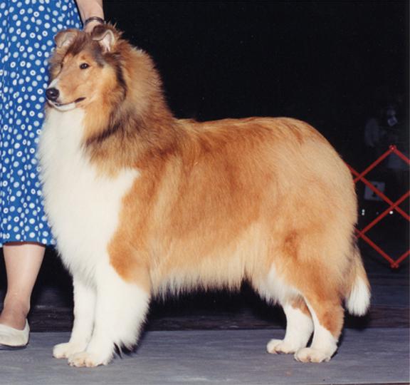 顶级苏牧鉴赏(有英,美,幼犬,别再说自己的是赛级了.