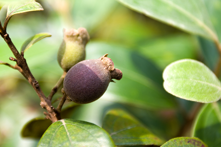 棯子---乡村童年的记忆