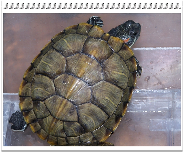 巴西龟图片 品种图片