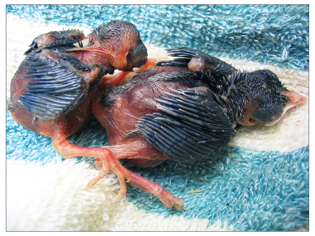 刚破壳的小鸟,拍这个脚都差点抽筋.(25日有新照片)