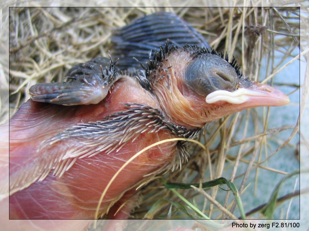 刚破壳的小鸟,拍这个脚都差点抽筋.(25日有新照片)