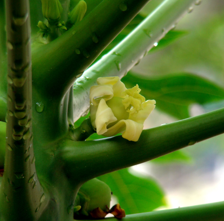 雨后的"木冬瓜".