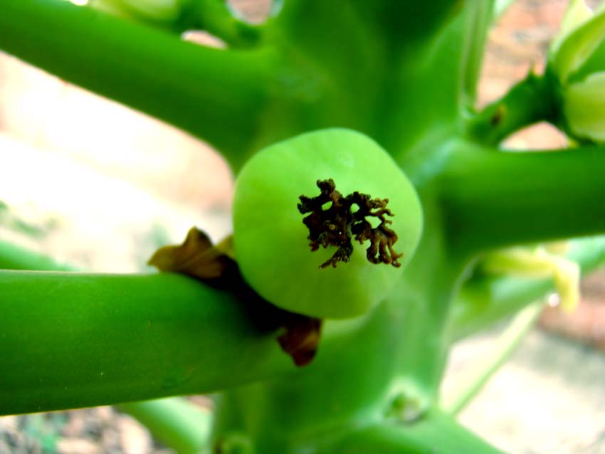 雨后的"木冬瓜".