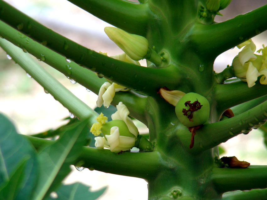 雨后的"木冬瓜".