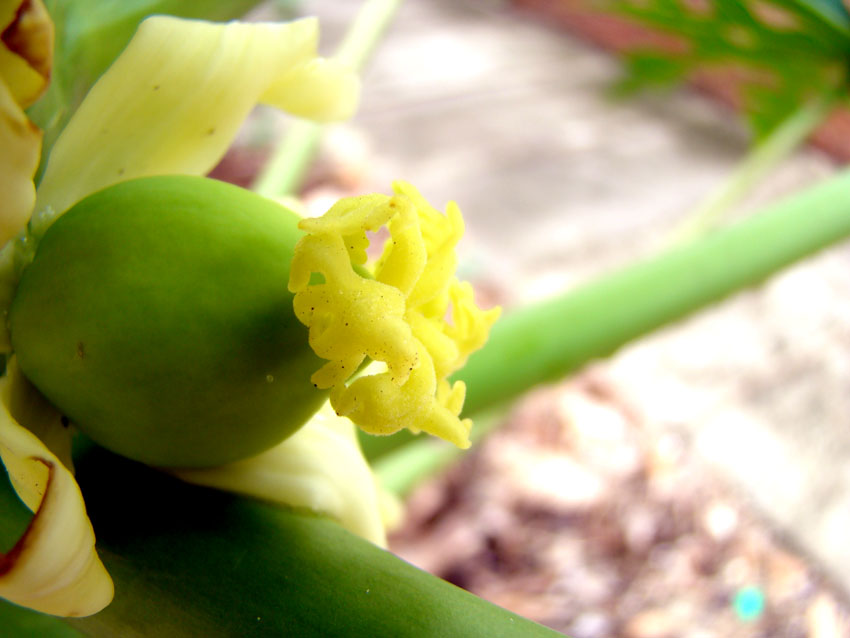 雨后的"木冬瓜".