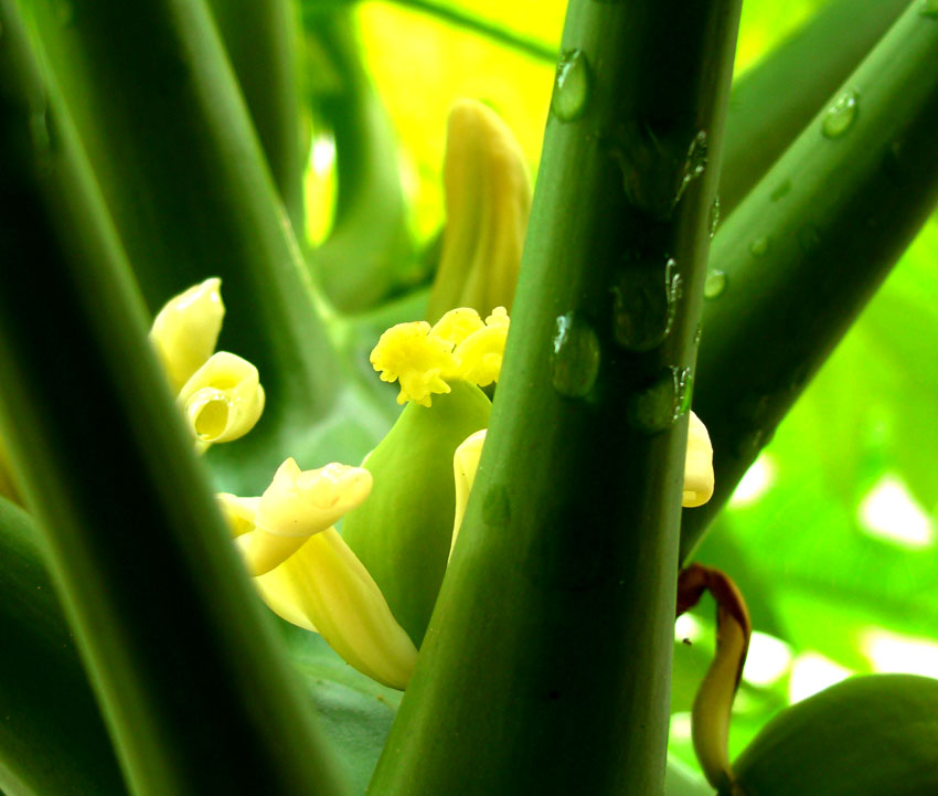 雨后的"木冬瓜".