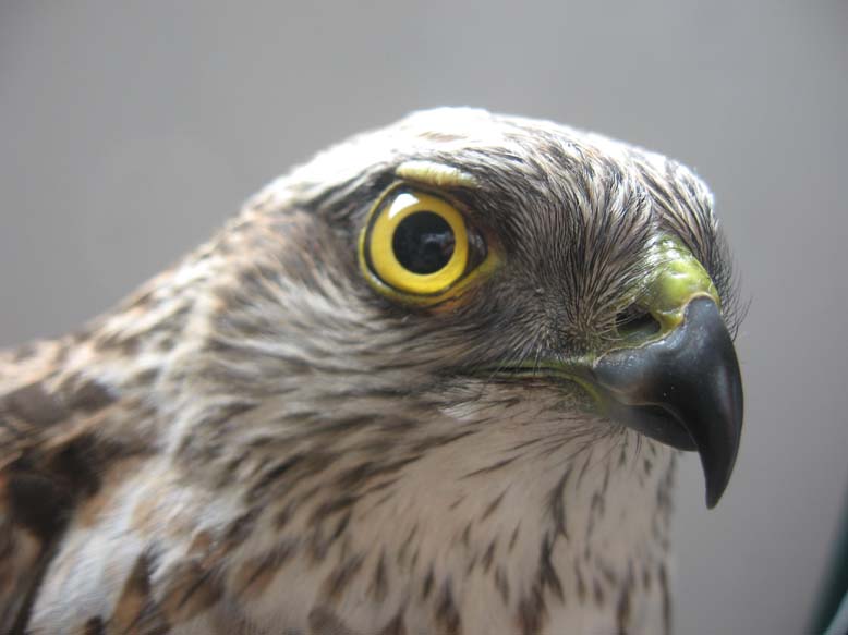 鹰的眼睛