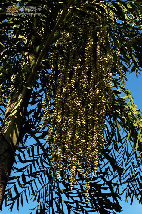 这种不知是叫假槟榔还是什么树,挂满了青色的果实.