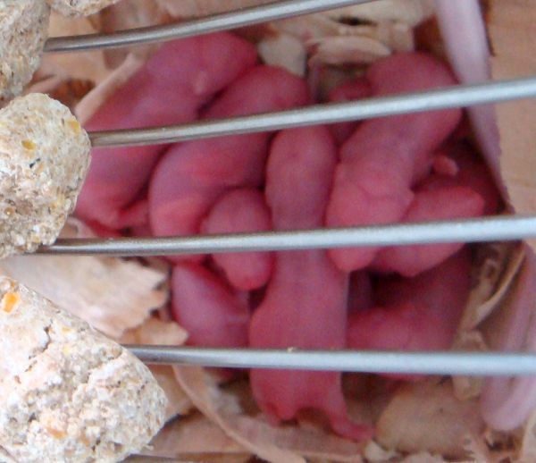生吞老鼠幼崽图片