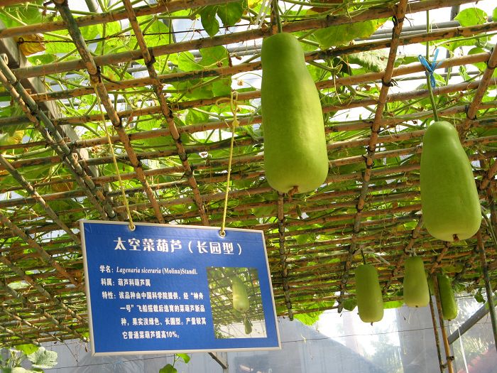 航天科技在农业中的应用--太空农作物