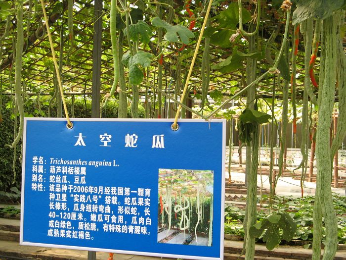 航天科技在农业中的应用--太空农作物