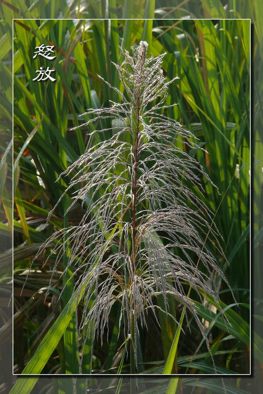 大家见过甘蔗开花吗?来看看吧!