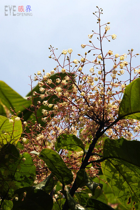 【皮九层 花万朵】阳光灿烂拍九层皮花
