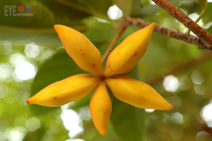 【皮九层 花万朵】阳光灿烂拍九层皮花
