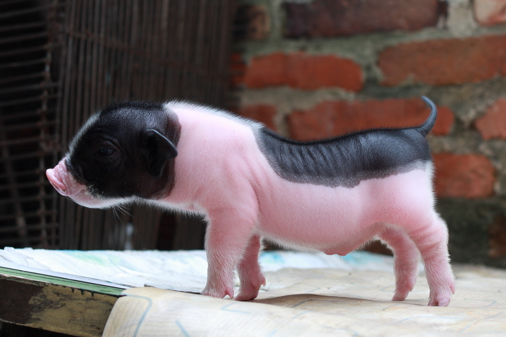 吾家宝宝猪亨利