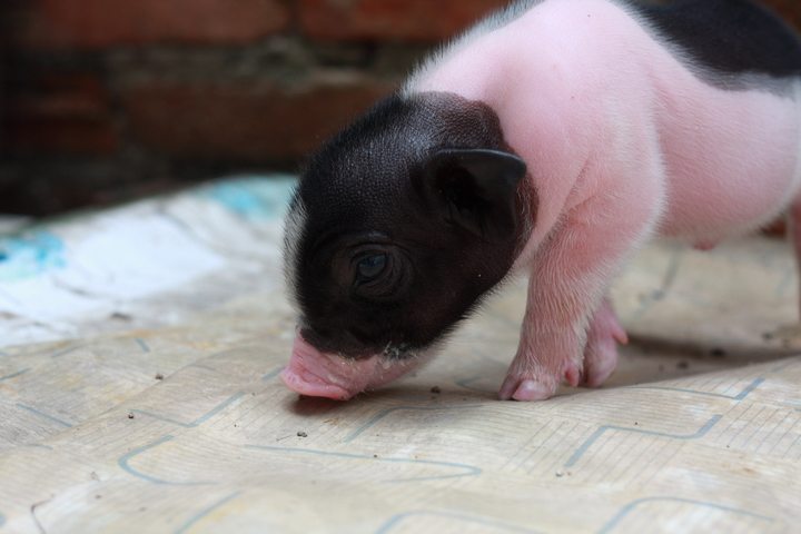 吾家宝宝猪亨利