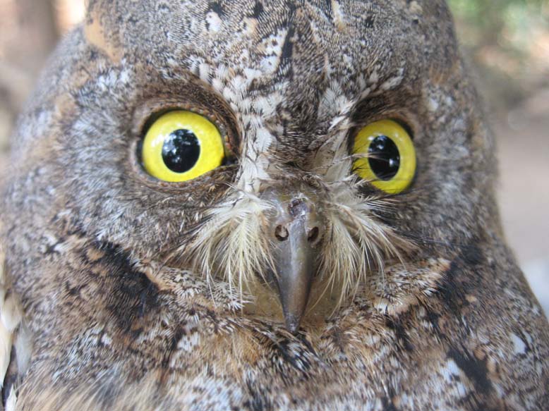 失明猫头鹰的眼睛图片图片