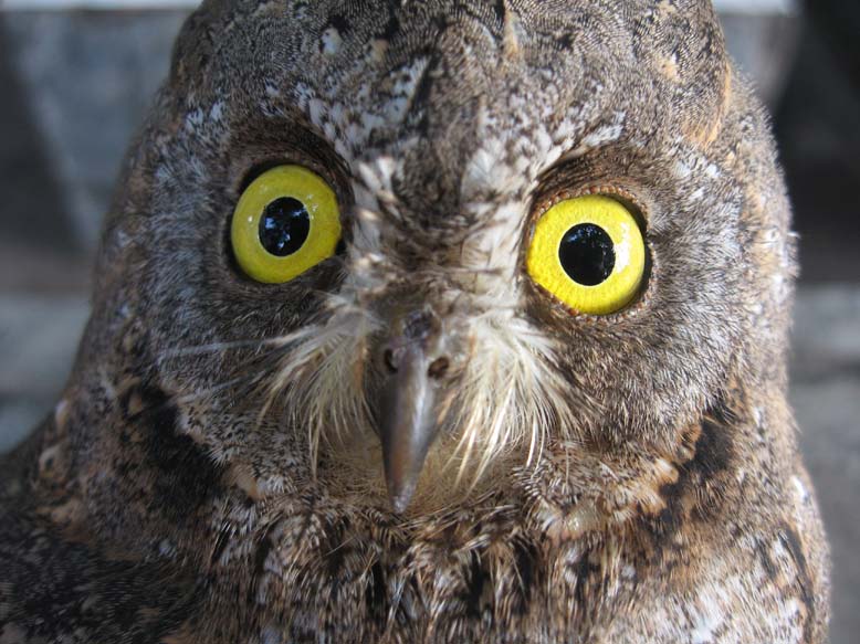 失明猫头鹰的眼睛图片图片