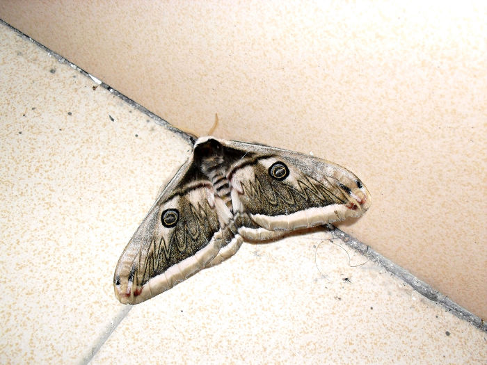 宿舍走廊里的大飞蛾