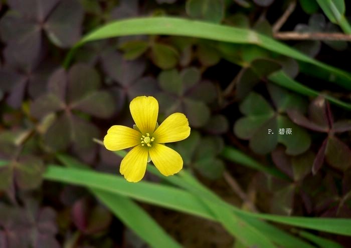 的规整,三片,倒心形,我曾经一度被这个叶子迷惑,以为是传说中的三叶草